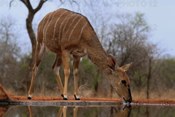 Nyala (Tragelaphus angasii), adult, female, drinking, at the water, Kruger National Park, Kruger National Park, Kruger National Park South Africa