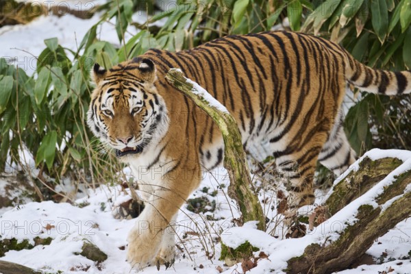 Siberian tiger (Panthera tigris altaica) walking through the bushes in winter, captive, Germany, Europe