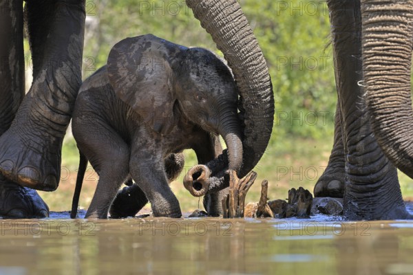African elephant (Loxodonta africana), young animal, with mother, baby elephant, calf, at the water, drinking, social behaviour, Kruger National Park, Kruger National Park, South Africa, Africa