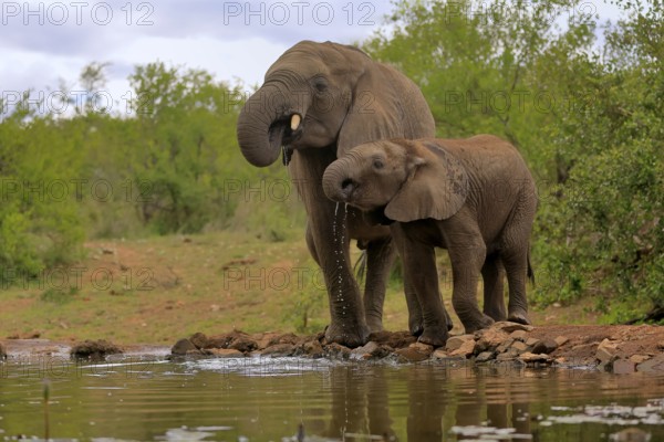 African elephant (Loxodonta africana), adult, male, bull, young animal, young bull with young animal, at the water, drinking, Kruger National Park, Kruger National Park, South Africa, Africa