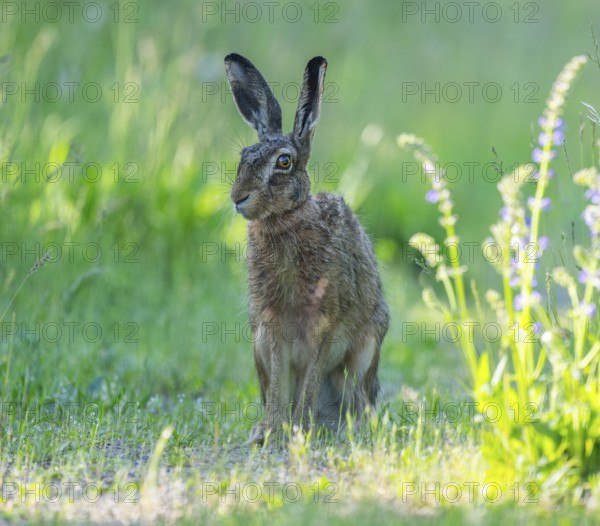 European hare (Lepus europaeus) sitting on a dirt track and looking attentively, wildlife, Thuringia, Germany, Europe