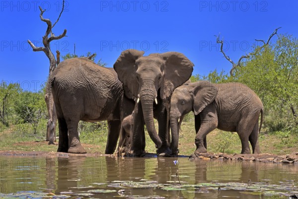African elephant (Loxodonta africana), adult, juvenile, group, at the water, drinking, Kruger National Park, Kruger National Park, South Africa, Africa