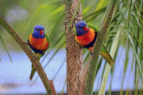 All-coloured lorikeet (Trichoglossus haematodus), pair on wait, Cuddly Creek, South Australia, Australia, Oceania