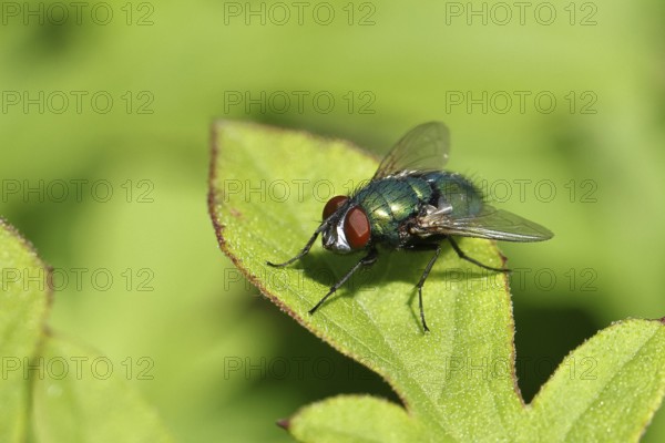 Bottle Fly (Lucilia caesar) on a leaf, macro photograph, Wilnsdorf, North Rhine-Westphalia, Germany, Europe