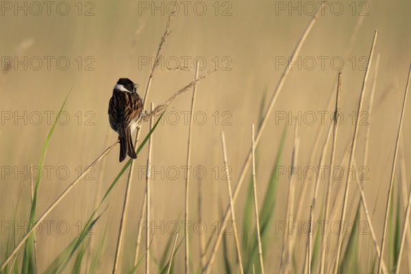 Reed bunting (Emberiza schoeniclus), male sitting on a reed, animal portrait, Bagges Dæmning, Ringkøbing Fjord, Denmark, Europe