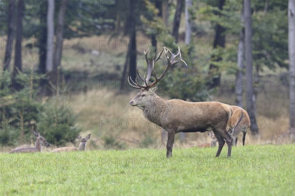 Red deer (Cervus elaphus) in mating season, capital stag with hinds in a forest clearing, wildlife, Sauerland, North Rhine-Westphalia, Germany, Europe
