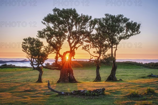 Centuries-old til trees in fantastic magical idyllic Fanal Laurisilva forest on sunset. Madeira island, Portugal, Europe