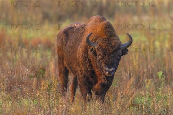 European bison (Bison bonasus) in a clearing in the Bialowieza Forest, Poland, Europe