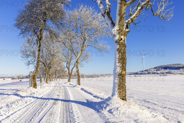 Tree lined snowy winter road and a wind turbine on a field in a beautiful winter rural landscape, Sweden, Europe