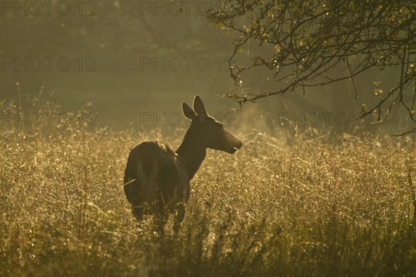 Red deer (Cervus elaphus), bare deer, backlight, grass