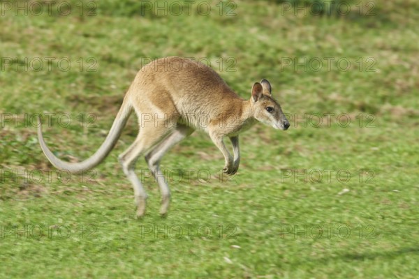 Close-up of an agile wallaby (Macropus agilis) on a meadow wildlife in Australia