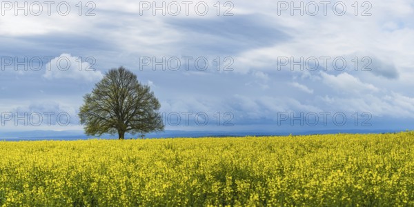 Lime tree (Tilia) on the Hödinger Berg, Hödingen, Lake Constance district, Upper Swabia, Baden-Württemberg, Germany, Europe