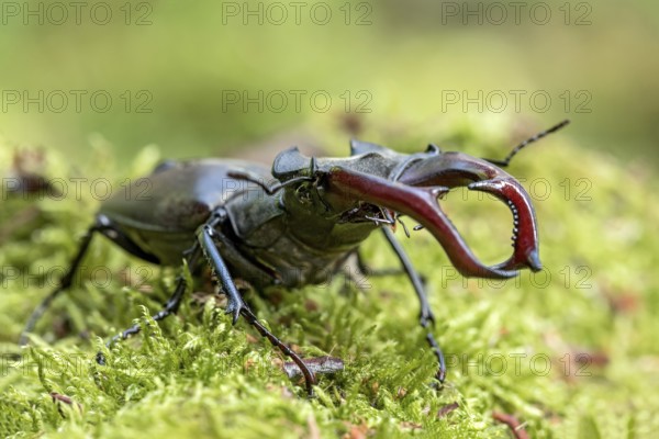 Stag beetle (Lucanus cervus), horned beetle, fire beetle, male with large mandibles, upper jaw, antlers, in the forest on moss on a tree stump, endangered species, species protection, nature conservation, rare, Raumertswald, Vogelsberg Volcanic Region nature park Park, Nidda, Wetterau, Hesse, Germany, Europe