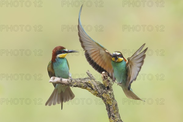 Bee-eater (Merops apiaster), pair, a bird approaching with a bumblebee in its beak, Wildlife, Lake Neusiedl National Park, Seewinkel, Burgenland, Austria, Europe