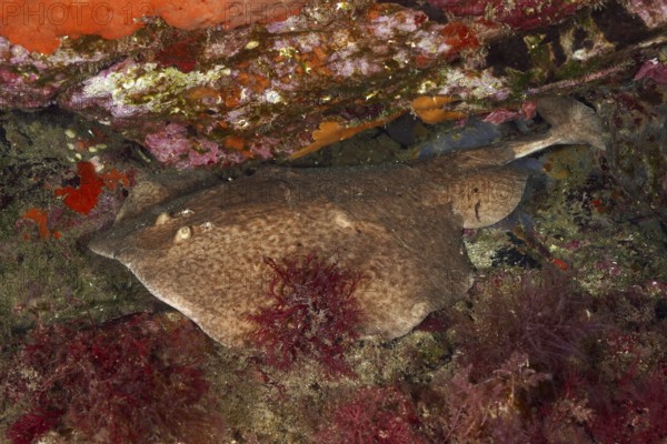 Underwater photo of a marbled electric ray (Torpedo marmorata) resting between colourful rocks and algae. Dive site Marine reserve Cap de Creus, Rosas, Costa Brava, Spain, Mediterranean Sea, Europe
