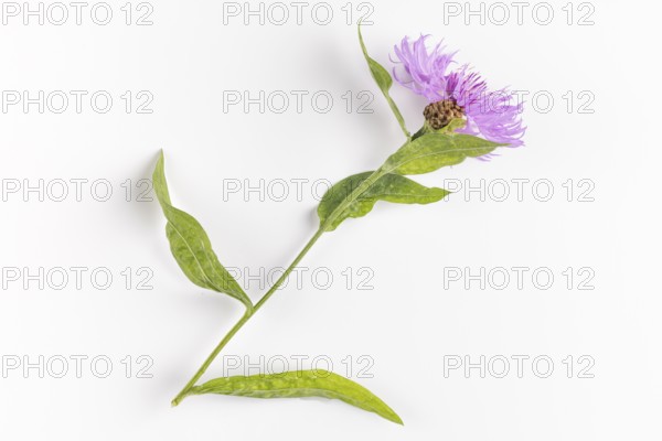 Brown knapweed (Centaurea jacea) on a white background
