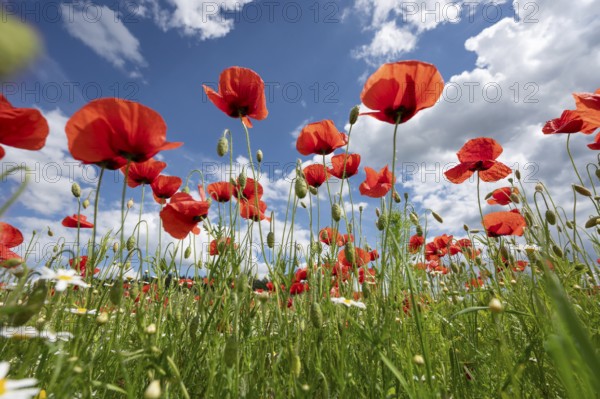 Flowering poppy (Papaver rhoeas) in a meadow, cloudy sky, Bavaria, Germany, Europe