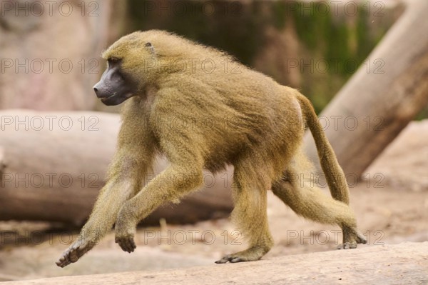 Guinea baboon (Papio papio) running, Bavaria, Germany Europe
