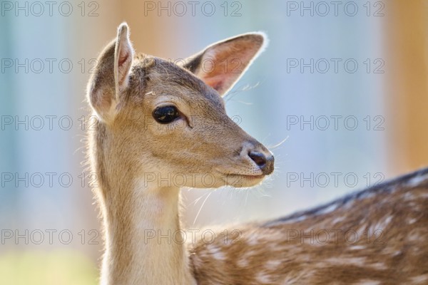 European fallow deer (Dama dama) youngster, portrait, in a forest, Bavaria, Germany, Europe