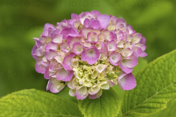 Hydrangea, hydrangea, hydrangea blossom, North Rhine-Westphalia, Germany, Europe