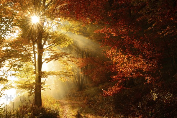 Forest path through beech forest in full autumn colour in autumn, sun shining through morning fog, Harz, Wernigerode, Saxony-Anhalt, Germany, Europe