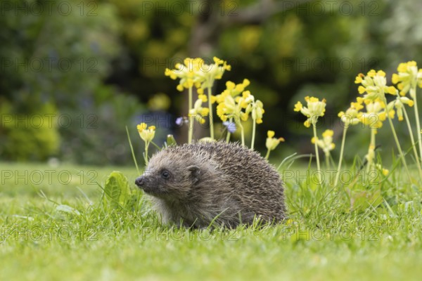 European hedgehog (Erinaceus europaeus) adult animal on a garden grass lawn next to flowering Cowslip flowers in spring, Suffolk, England, United Kingdom, Europe