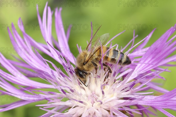 European honey bee (Apis mellifera), collecting nectar from a flower of the meadow knapweed or brown knapweed (Centaurea jacea), Wilnsdorf, North Rhine-Westphalia, Germany, Europe