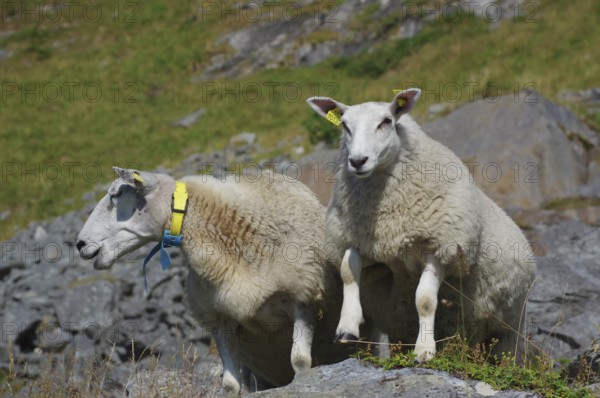 Two sheep on a rock in a rocky and green environment with mountains in the background, Haukland, Leknes, vestavagoya, Nordland, Lofoten, Norway, Europe