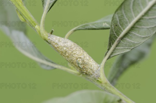 Sallow kitten moth (Furcula furcula), cocoon, North Rhine-Westphalia, Germany, Europe
