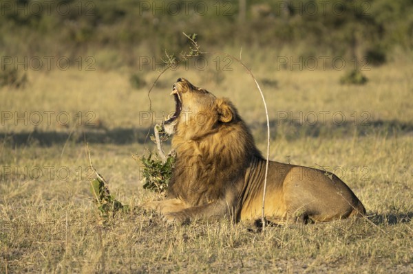 Lion (Panthera leo), horizontal portrait of a male with his mouth wide open. Savuti, Chobe National Park, Botswana, Africa