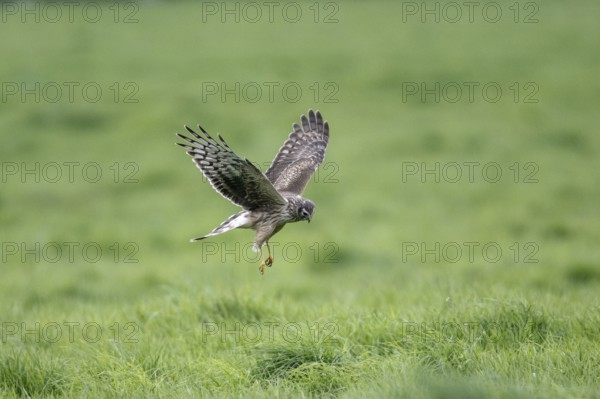 Hen harrier (Circus cyaneus), Emsland, Lower Saxony, Germany, Europe