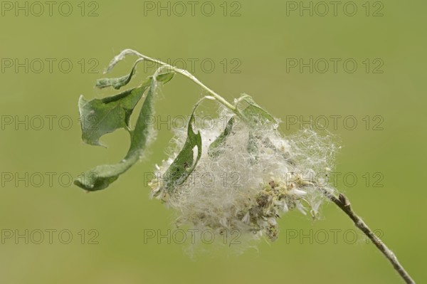 Goat willow (Salix caprea), fruits, North Rhine-Westphalia, Germany, Europe