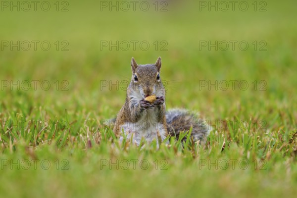 Grey Squirrel (Sciurus carolinensis), on meadow, springtime, Florida, USA, North America