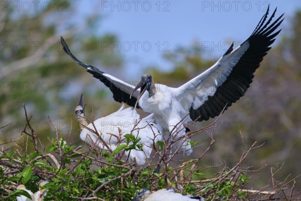 Wood Stork (Mycteria americana), with spread wings perches on a nest made of branches in a natural setting, Wakodahatchee Wetlands, Delray Beach, Florida, USA, North America