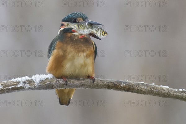 Common kingfisher (Alcedo atthis) with a fish on a snow-covered branch in winter, Lower Saxony, Germany, Europe