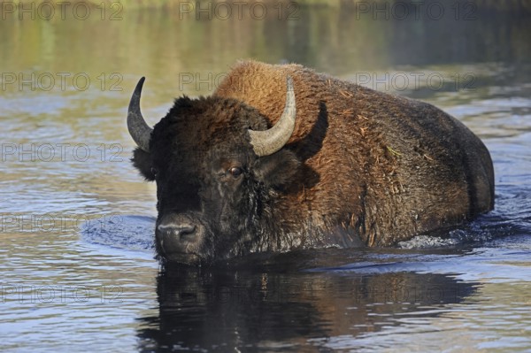 American bison (Bos bison, Bison bison) crossing a river, Yellowstone National Park, Wyoming, USA, North America