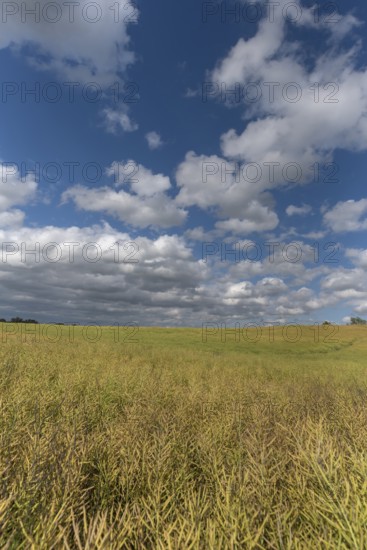 Ripe rape field (Brassica napus), cloudy sky Mecklenburg-Vorpommern, Germany, Europe