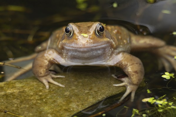 Common frog (Rana temporaria) adult in a garden pond in the spring, Suffolk, England, United Kingdom, Europe