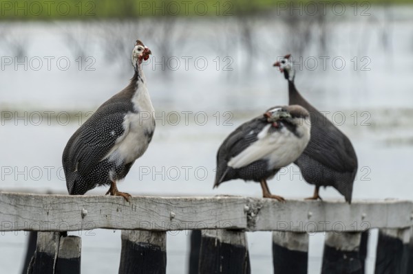 Guinea fowls, Pousada Sao Joao, Estrada Parque Pantanal MS, Nhecolandia, Corumba, Mato Grosso do Sul, Brazil, South America