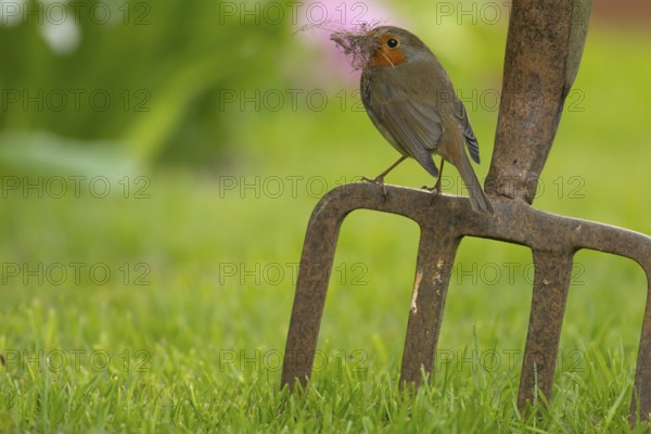 European robin (Erithacus rubecula) adult bird on a garden fork with nesting material in its beak in spring, England, United Kingdom, Europe
