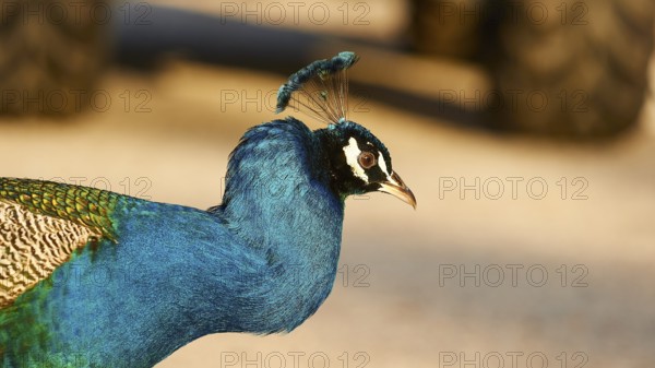 Side view of a peacock (pavo) with bright blue and green feathers, the fine details are clearly visible, Filerimos, hill not far from Rhodes town, Ancient State of Ialyssos, Rhodes, Dodecanese, Greek Islands, Greece, Europe