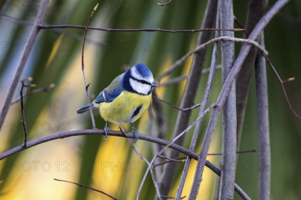 Blue tit (Cyanistes caeruleus), sitting on a branch, Baden-Württemberg, Germany, Europe