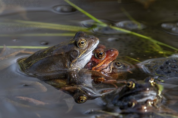 European common brown frogs (Rana temporaria) in amplexus gathering in pond among frogspawn during the mating and spawning season in spring