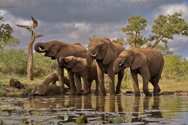 African elephant (Loxodonta africana), adult, juvenile, group, at the water, drinking, Kruger National Park, Kruger National Park, South Africa, Africa