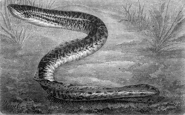 River lamprey, Lampetra fluviatilis, historical, digital reproduction of an original from the 19th century