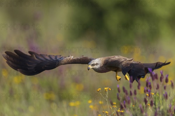 Black kite (Milvus migrans), flight photo, Hides De Calera / Steppe Raptors, Nussloch, Castilla La Mancha / Toledo, Germany, Europe