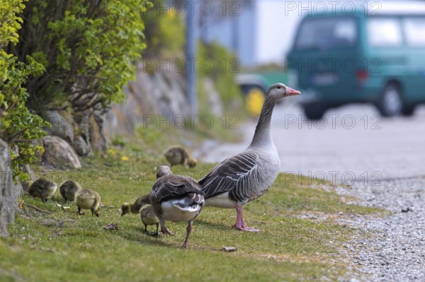 Greylag goose, graylag goose (Anser anser) family with goslings crossing street in spring