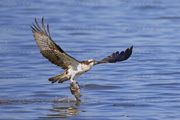 Western osprey (Pandion haliaetus) catching fish in its talons from water surface of lake in late summer