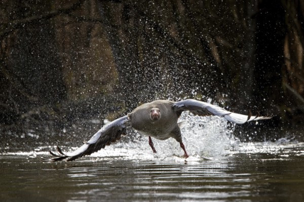 Greylag goose, graylag goose (Anser anser) taking off from water surface of lake