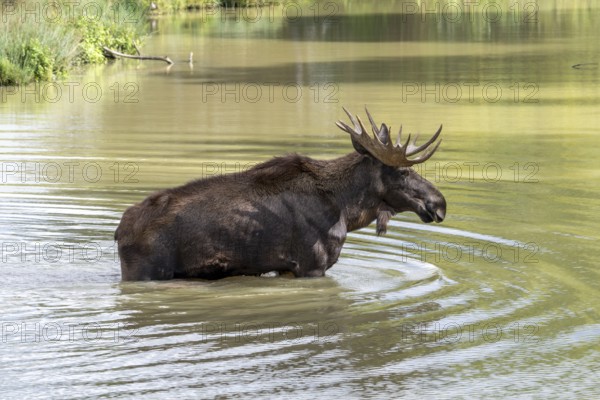 Moose, elk (Alces alces) bull, male with fully developed antlers standing in shallow water of pond in autumn, fall, native to Scandinavia
